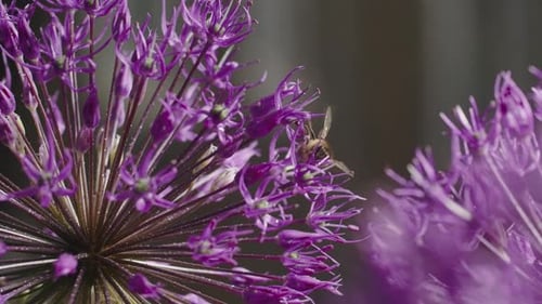 Experience the Magic of Nature As Bees Buzzing Amidst Blooming Rapeseed Gather Precious Nectar