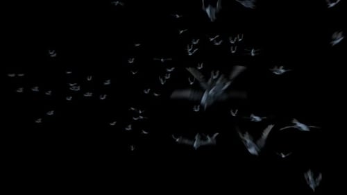 Swarm of Bats Flying Through Dark Night Overlay