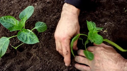 Gartenarbeit im Frühling. Landwirt gärtnert und erntet. Bio-Lebensmittel ohne gentechnisch veränderte Organismen