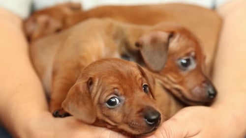 Adorable Miniature Pinscher Puppies Cuddled Together