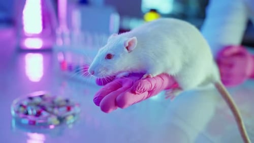 White Rat on Gloved Hand in Laboratory