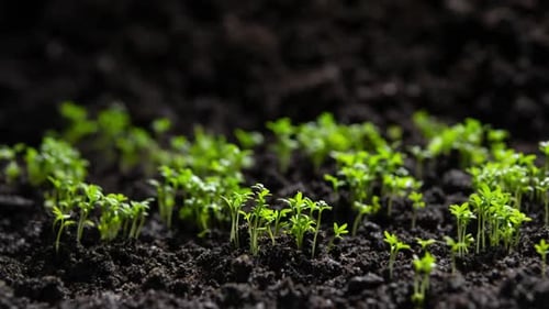 Seedlings Sprout From Soil in Time Lapse