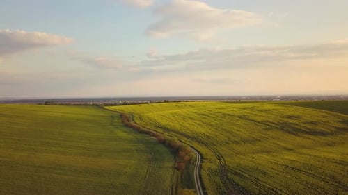 Aerial View of Bright Green Agricultural Farm Field with Growing Rapeseed Plants and Cross Country