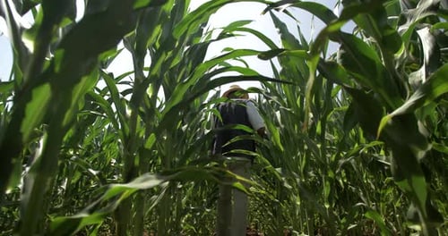 A man checking on his maize plantation