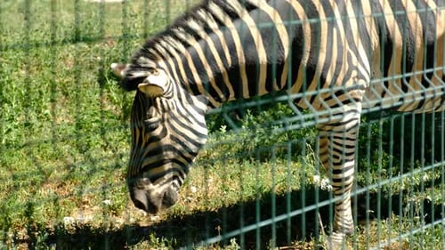 Zebra Feeding Behind Wires at the Zoo