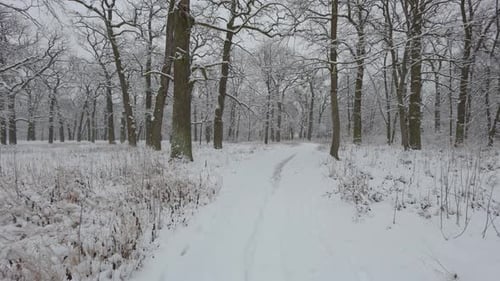 A beautiful walk through the winter forest. Trees, branches and bushes in the snow. Snow everywhere.