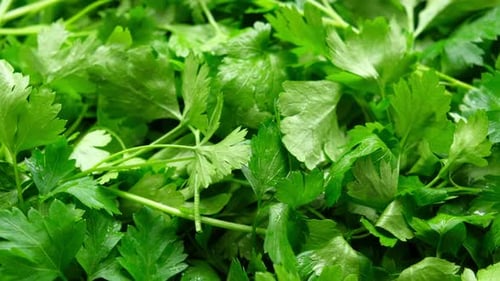 Close Up of Green Parsley Background Fresh Parsley Leaves Backdrop Rotating Organic Cultivation Full