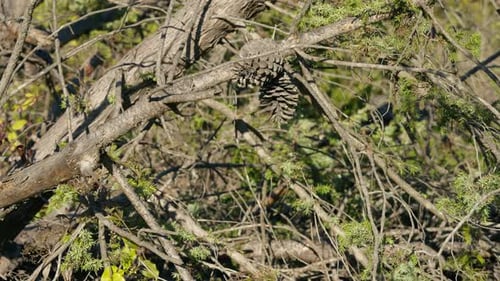 Pine Cones on Leafless Branch of Tree in Sunshine Closeup Plant on Summer Day Outdoors