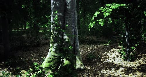 Lush Forest Landscape with Green Foliage and Sunlight Filtering Through Trees