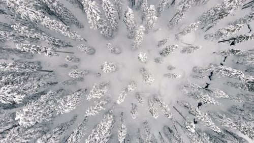 Amazing Drone Top View Of Forest Canopy With White Winter Snow
