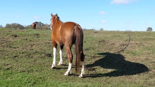 61. Horses graze in the field. Agriculture. Caring for horses.