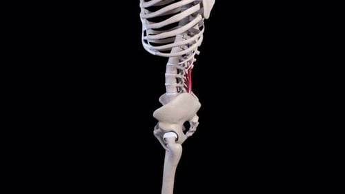 Human skeletal anatomy with psoas muscle rotation in 4k video