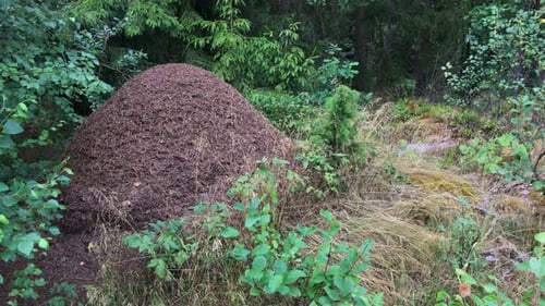 An anthill in the woods