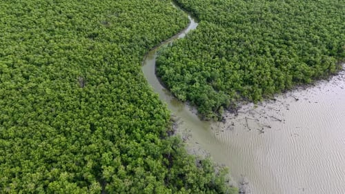 Aerial view of green mangrove trees along winding estuary