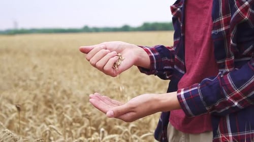 Agronomist examines the crops of wheat, cereals on the farm field. Agriculture production concept