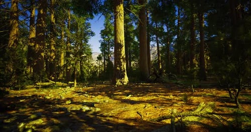 Towering Trees with Sunlight Filtering Through the Forest Foliage