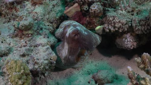 Riffkrake versteckt sich zwischen Felsen am Korallenriff im Roten Meer