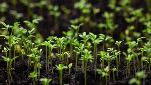 Green Plant Slowly Growing From the Soil Magical Spring Nature Time Lapse Food