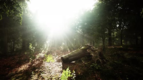 Light Shining Down in Nature