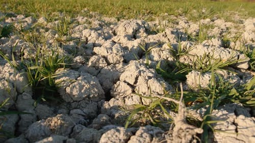 Cracked Dry Earth with Sparse Green Grass