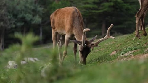 Deer Grazing In Forest Farm 2