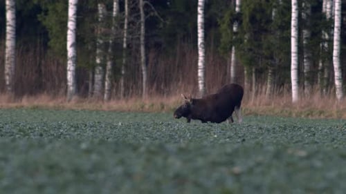 A flock of moose elk feeding on rapeseed field on their knees in evening dusk