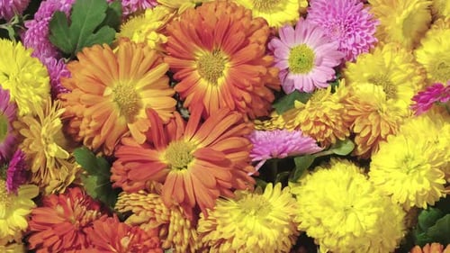 Fundo de crisântemos coloridos de outono e flores de áster