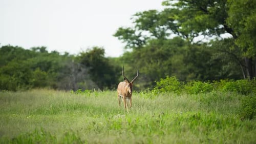 Male Impala with Magnificent Lyre Shaped Horns Standing Alert in Lush Green African Savanna Before