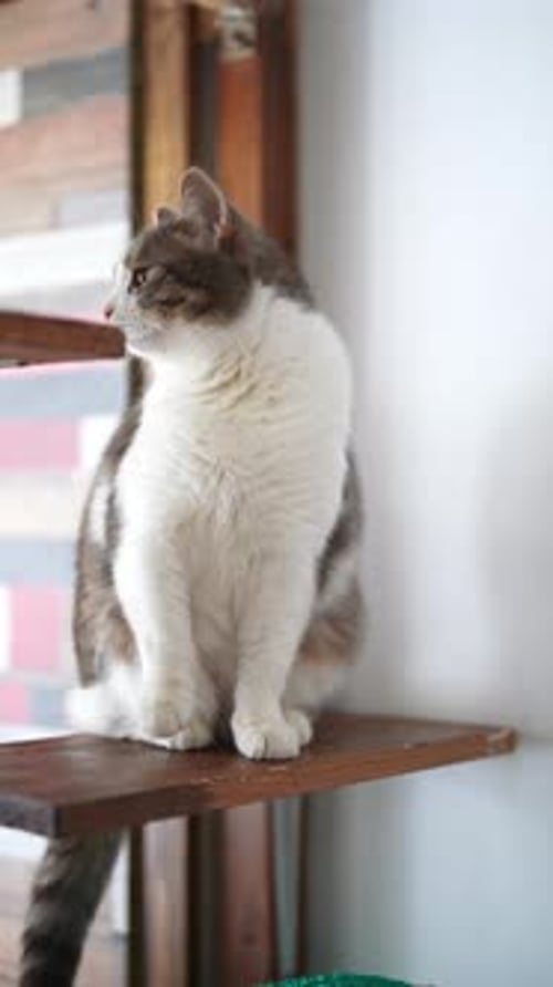 Full Length Vertical Portrait of Fluffy Cat Sitting on Shelve of Pet Climbing Playground at Cat Cafe