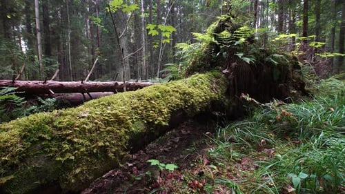 Beautiful old fallen tree covered with moss in the old forest.