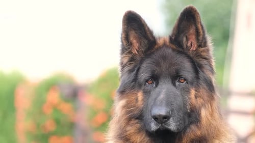 Close-Up Portrait of a Long Haired German Shepherd
