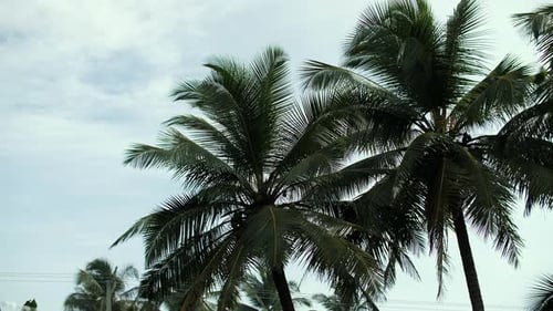 Tropical Palm Trees Against Bright Sky