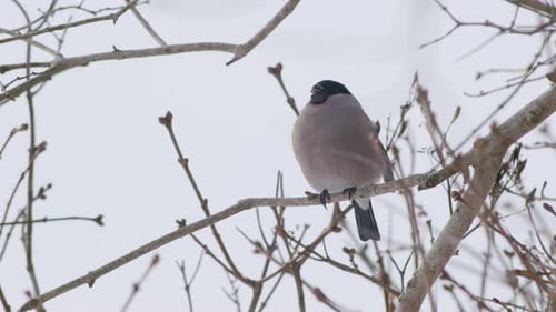 Small Bird Perched on Snowy Winter Tree Branch
