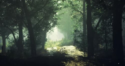 Serene Forest Path with Sunlight Filtering Through Trees in Morning Mist