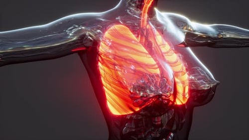 3D Human Lungs Breathing Animation for Medical Visualization