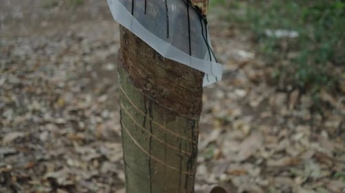 Closeup Rubber Falling Down a Tree Trunk in a Rubber Extraction Forest in Vietnam