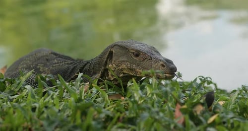 Asiatischer Wildnismonitor Echse Schuppen Tier Reptil Tropisches Wildleben Nahaufnahme Natürlicher Lebensraum von