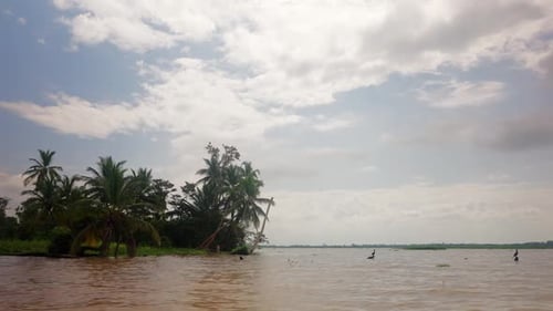 Vue panoramique d'une jungle depuis une rivière