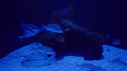 A school in a fish tank with sand and reef