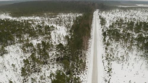 Aerial view of pine tree forest during winter. Icy road between forest.