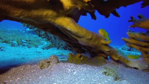 Bluespotted Ribbontail Ray Resting Among Coral
