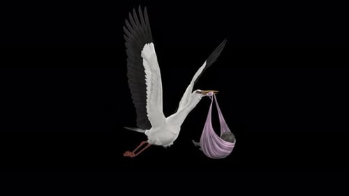 Stork Bird Bringing Newborn Baby - Dark Skin - Flying Loop - Front Low Angle CU - Alpha Channel