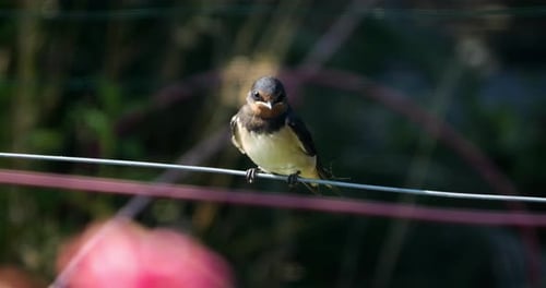 Hirondelles rustiques (Hirundo rustica) nourrissant des poussins, sud de la France