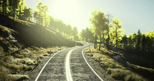 Curvy Road Surrounded By Trees on a Bright Sunny Day in Nature
