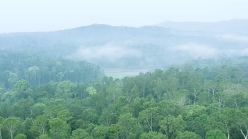 Beautiful Forest & Coffee plantation Aerial view in the morning fog in south India