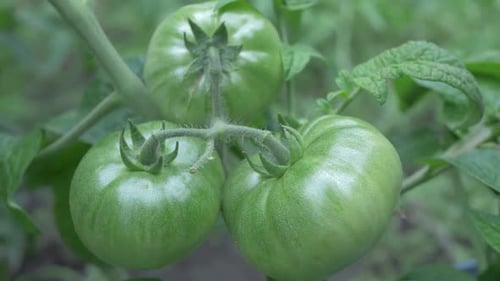 Grüner Tomatenstrauch wächst im Gewächshaus
