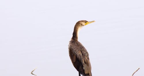 Static video of a Cormorant bird in water