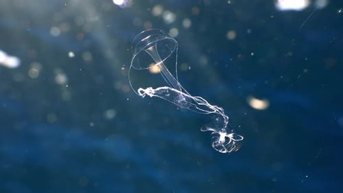 Planktonic Heteropod Mollusk predated by Hydromedusa Tentacles