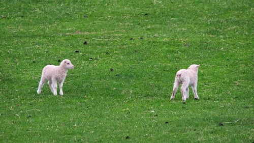 Troupeau de moutons au pâturage entre montagnes et collines, beaux animaux, nouveau-nés, mignon petit islandais