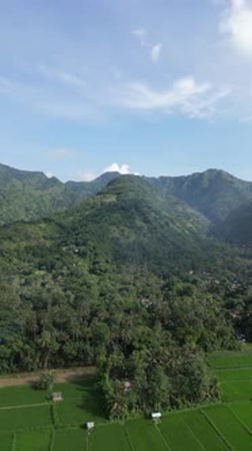 The mountain landscape on the background of palm trees and corn field, Agung volcano Indonesia